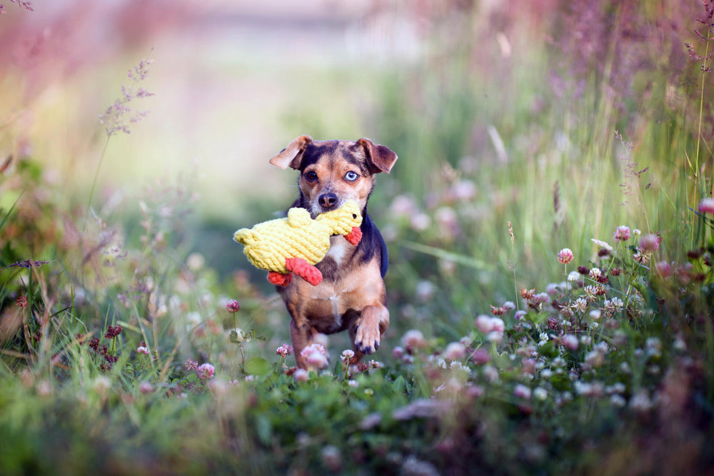 Kleiner Hund mit gelbem Plüschentchen rennt fröhlich durch blühende grüne Wiese.
