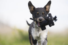 Hund spielt mit schwarzem Spielzeug auf grüner Wiese, im Hintergrund unscharfe Natur.