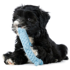 Welpe mit lockigem Fell hält blaues, geflochtenes Hundespielzeug Skipper im Maul vor neutralem Hintergrund.