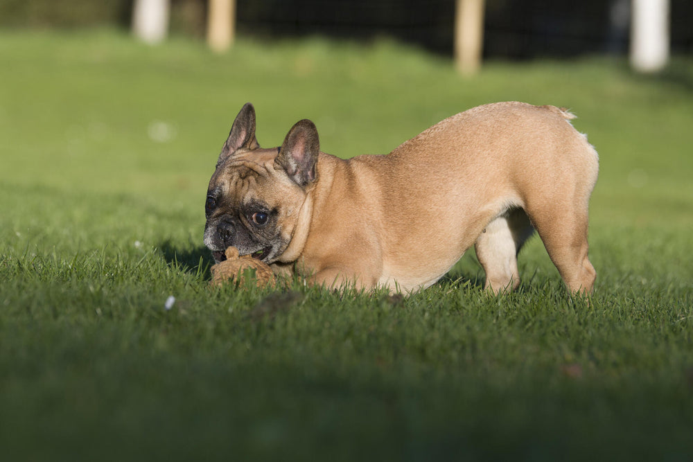 Braun gefleckter Französischer Bulldoggenwelpe spielt mit Spielzeug im Gras, aufmerksam und fröhlich.