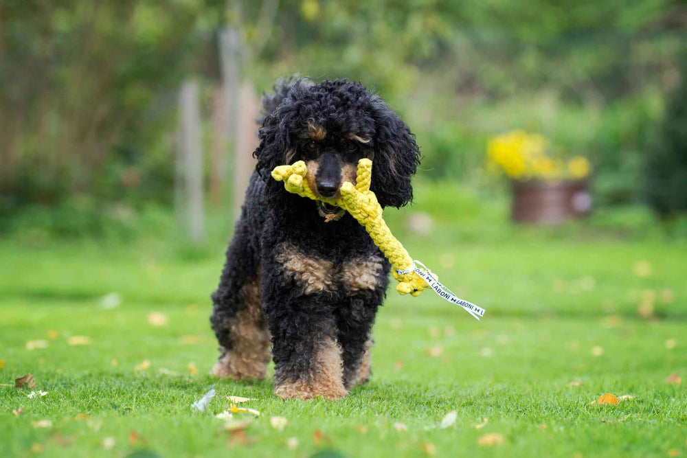 Schwarzer Hund mit lockigem Fell hält gelbes Spielzeug im Maul, spielt draußen auf grüner Wiese im Herbst.