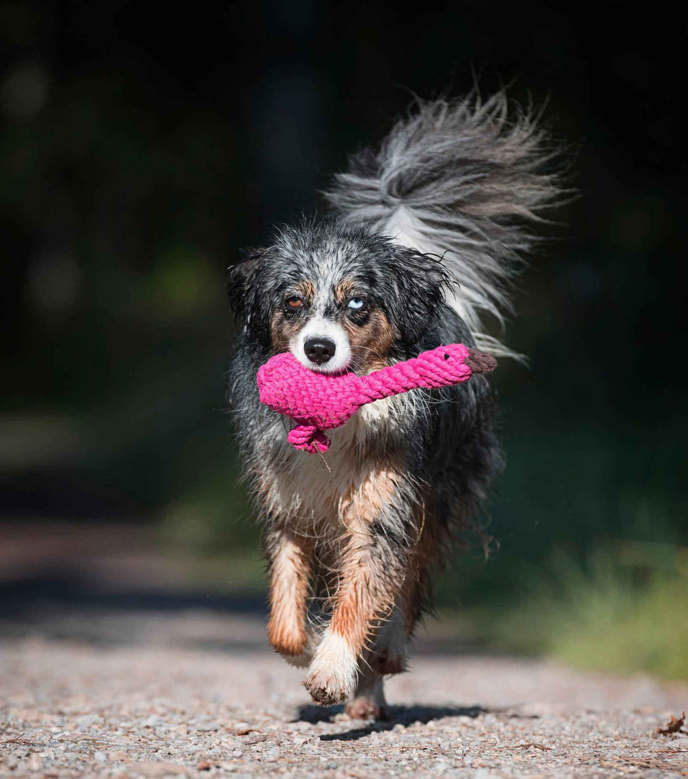 Fröhlicher Hund mit pinkem Spielzeug aus dem "Summer Safari" Spielzeug-Set für Hunde in Bewegung.