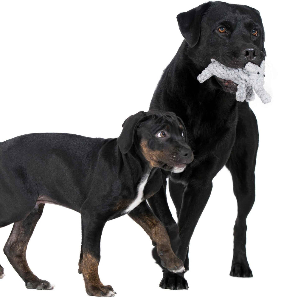 "Zwei Hunde mit schwarz-braunem Fell spielen mit dem Summer Safari Spielzeug-Set für Hunde."