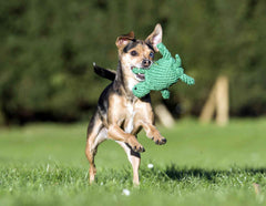 "Kleiner brauner Hund spielt im Gras mit grünem Spielzeug, umgeben von unscharfen Bäumen."