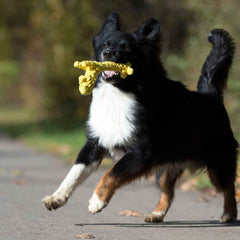 Fröhlicher Hund mit schwarzem Fell und gelbem Spielzeug auf einem Pfad, umgeben von verschwommenen grünen Bäumen.