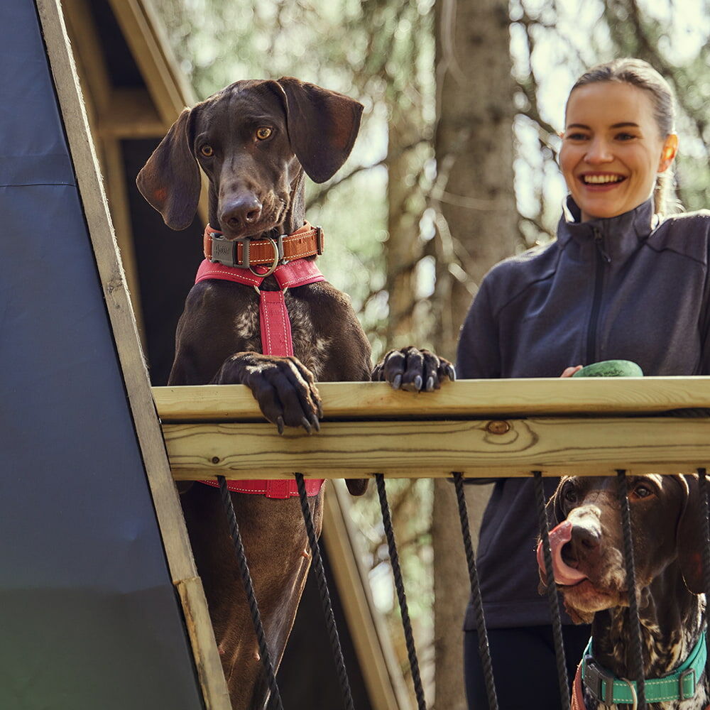 Hundegeschirr Casual Y-Harness ECO – zusätzliche Produktansicht 7