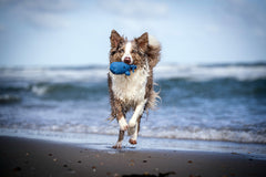 Nasser Hund am Strand mit blauem Spielzeug im Mund und spritzenden Wellen im Hintergrund. Wolkiger Himmel sichtbar.