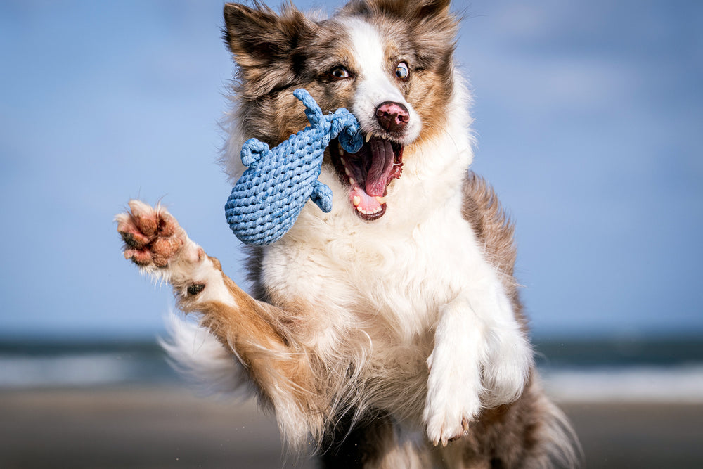 Fröhlicher Hund springt am Strand mit blauem Spielzeug im Maul, klares Meer und Himmel im Hintergrund.