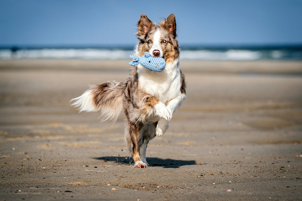 Hund läuft fröhlich am Strand mit blauem Spielzeug im Mund, Wasser und Himmel im Hintergrund.