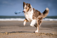 Hund Captain Splash springt fröhlich am Strand mit blauem Spielzeug im Maul, Meer und Himmel im Hintergrund.