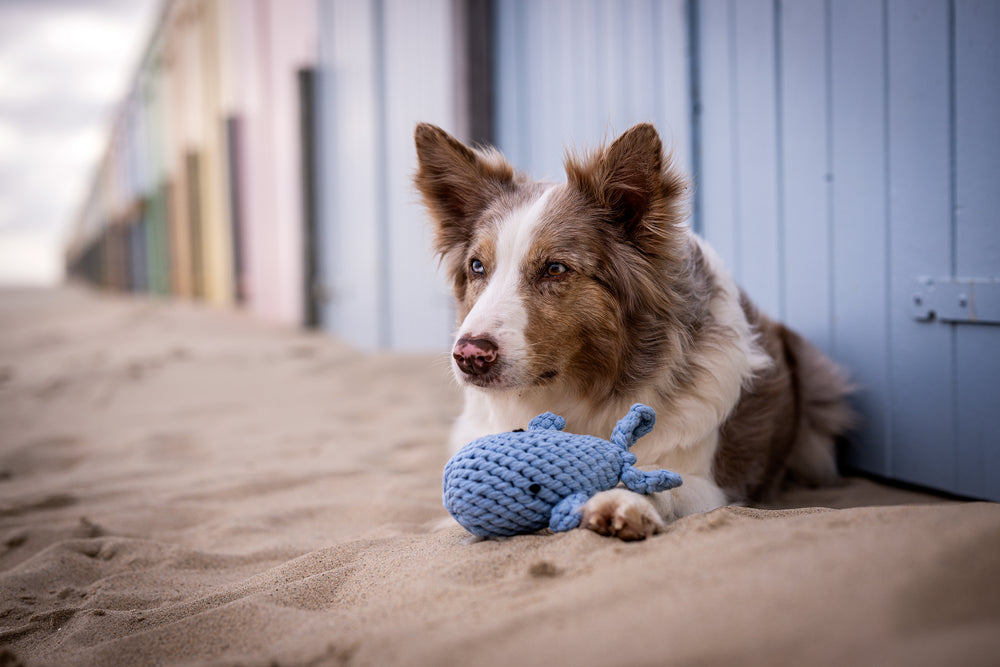 Hund sitzt am Strand mit blauem Spielzeug in den Pfoten, bunte Strandhütten unscharf im Hintergrund.