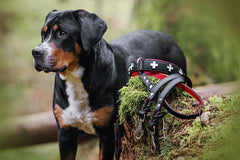 Appenzeller Hund sitzt auf Baumstamm neben Halsband und Leine im schwarz-roten Design mit Schweizer Kreuzen.
