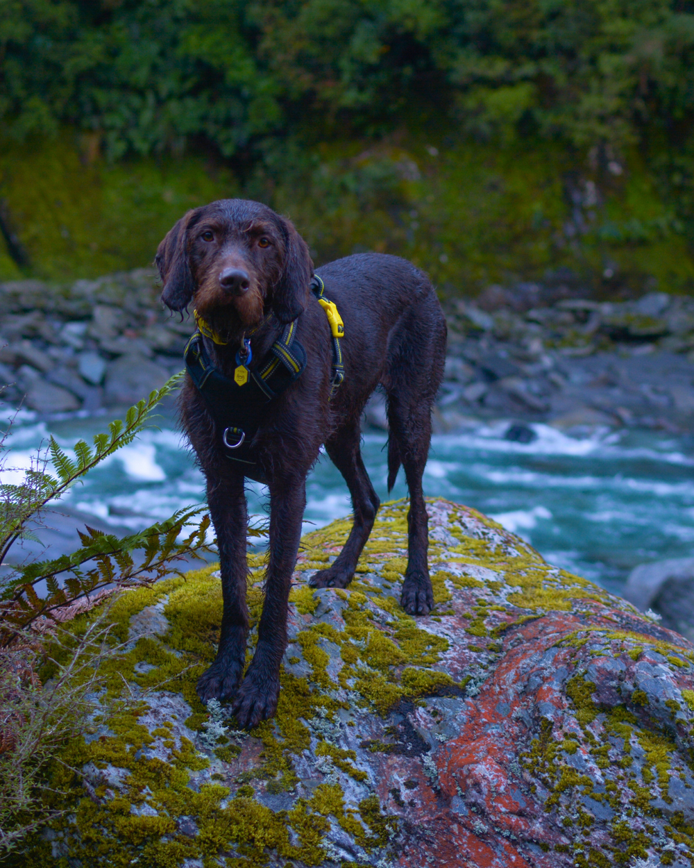Brauner Hund im gelben Geschirr auf moosbedecktem Felsen am Wasser, aufmerksam und bereit für Abenteuer.