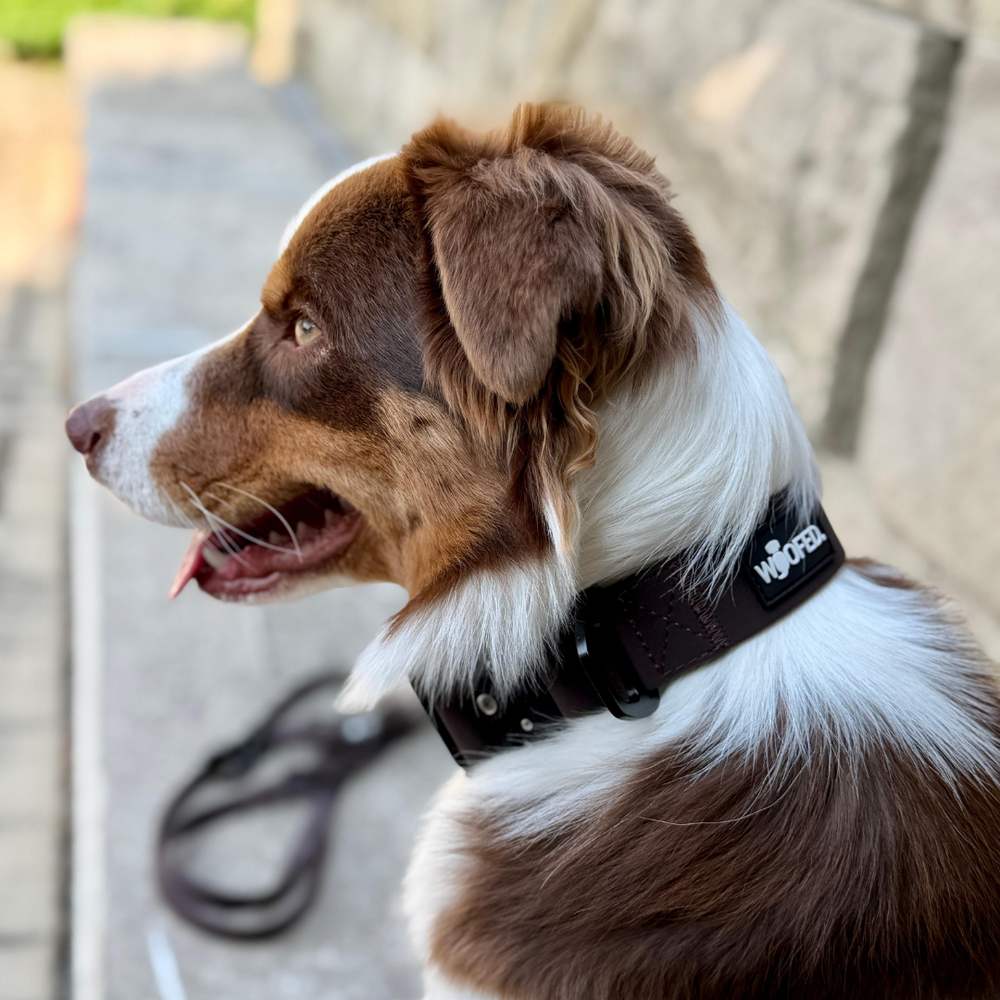 Hund trägt schwarzes WOOFLEX® Tactical Halsband, posiert seitlich vor einer unscharfen Steinmauer.