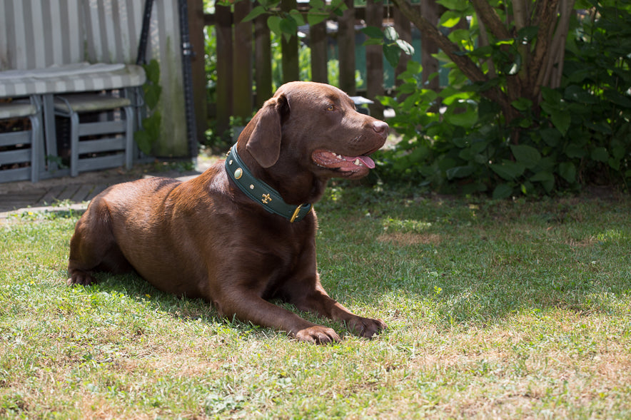 Schokoladenbrauner Labrador entspannt auf grünem Rasen mit dunkelgrünem verzierten Halsband, umgeben von Bäumen.