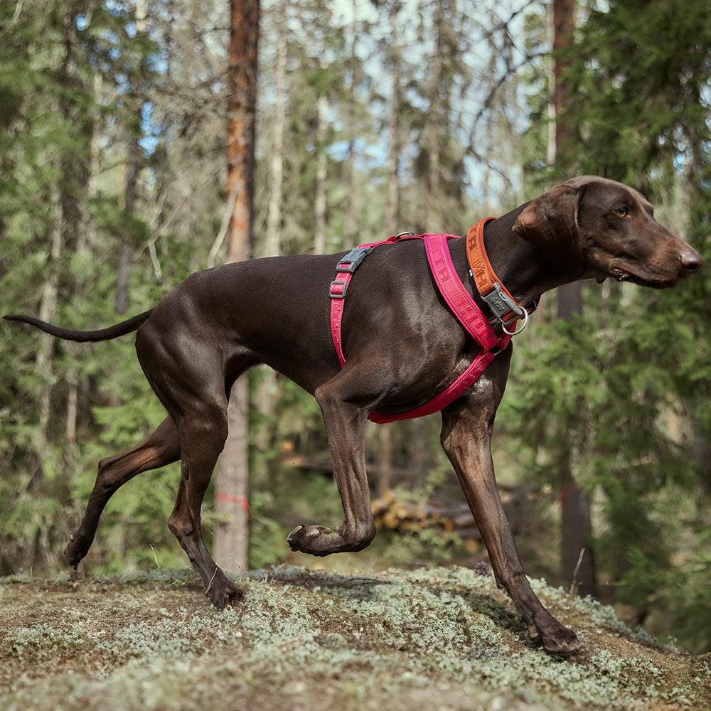 Hundehalsband Casual half ECO – zusätzliche Produktansicht 6