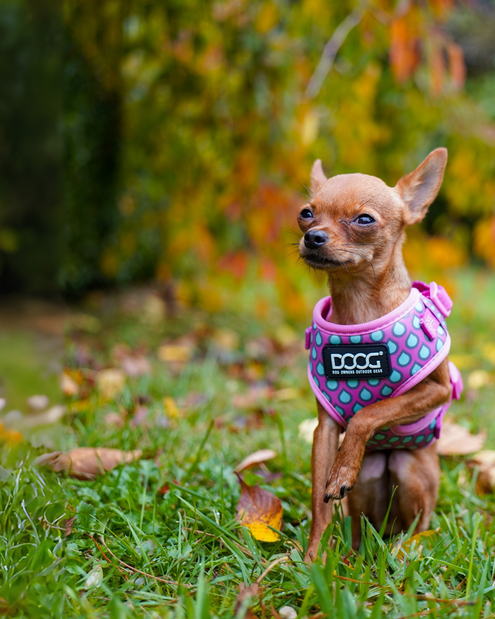 Kleiner Chihuahua im bunten DOOG Neoflex Geschirr, Blick zur Kamera, grüne Wiesen im Hintergrund.