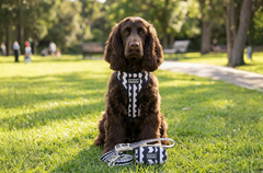 Hund mit schwarz-weißem Geschirr und Clip-It Leine im Park, umgeben von grünem Gras und Bäumen.