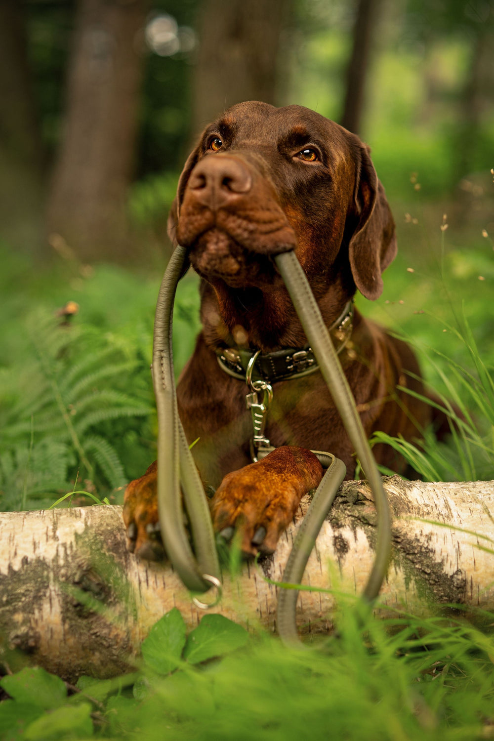 Brauner Hund auf einem Baumstamm in der Natur mit Wild Army Halsband und Hundeleinen im Maul.