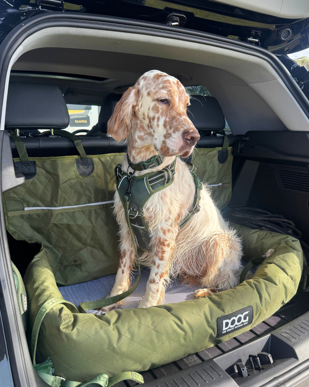 Hund sitzt auf einer grünen Autositzmatte für Hunde mit Geschirr und zeigt sich zufrieden während der Fahrt.