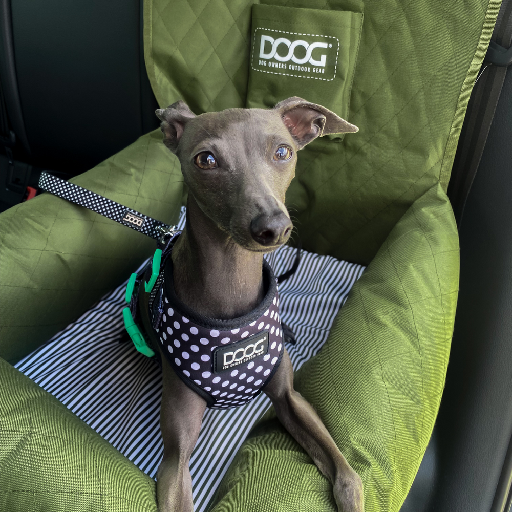 Kleiner Hund im grünen Autositz mit schwarz gepunktetem Geschirr, schaut neugierig in die Kamera.