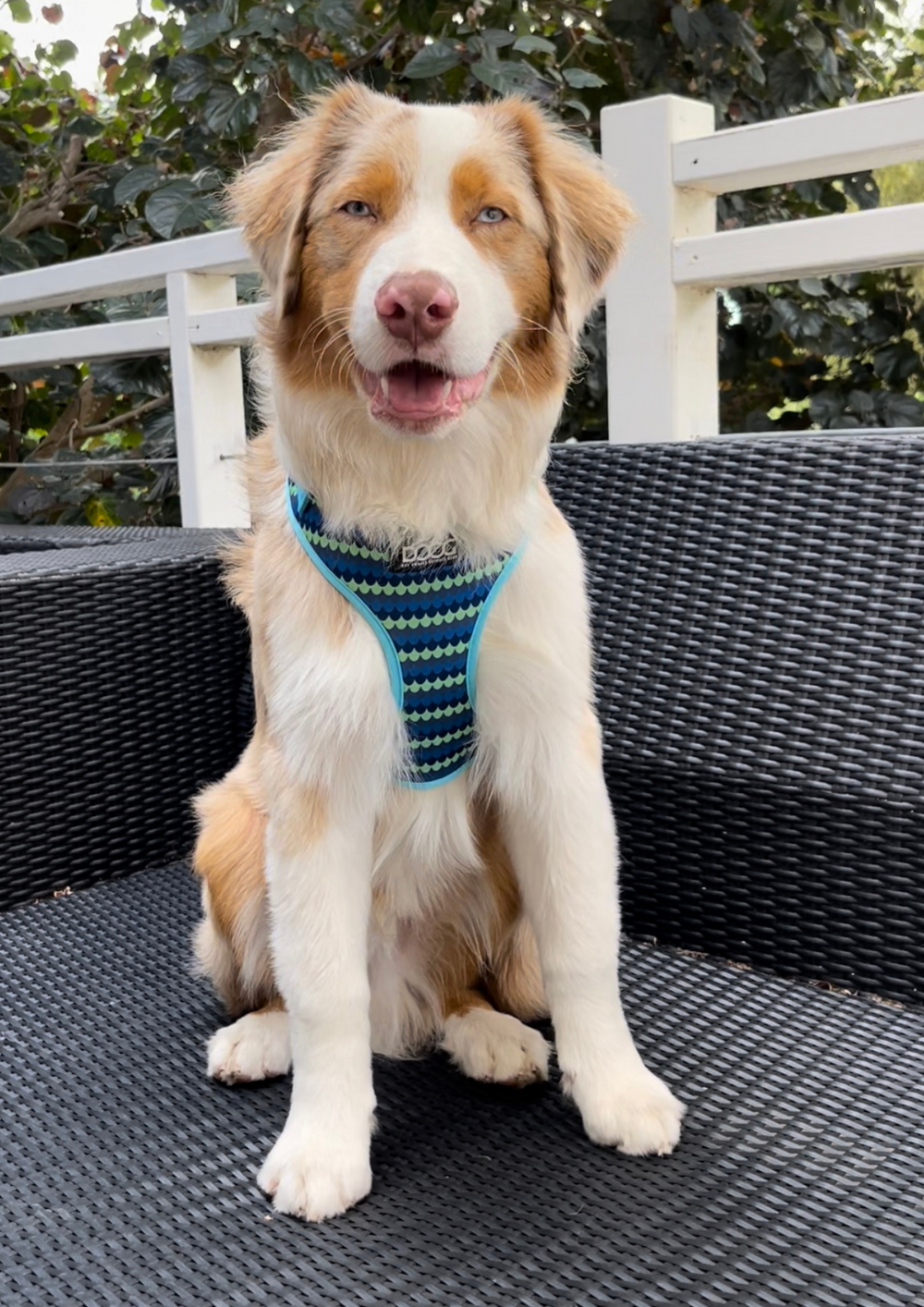 Hunde mit hellem Fell und braunen Abzeichen trägt blau-grünes DOOG Neoflex Geschirr auf Rattanbank.