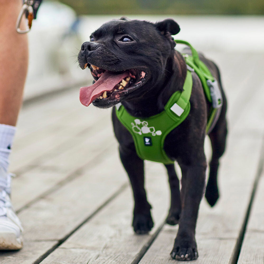 Hundegeschirr Weekend Warrior Harness II – zusätzliche Produktansicht 10