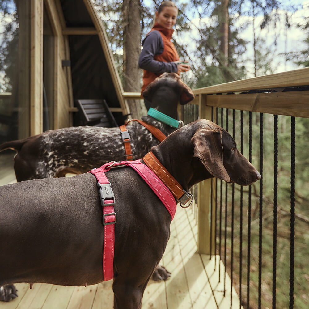 Hundegeschirr Casual Y-Harness ECO – zusätzliche Produktansicht 6