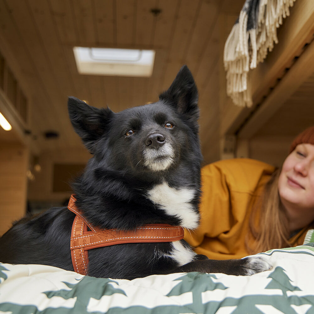Hundegeschirr Casual Harness ECO – zusätzliche Produktansicht 1