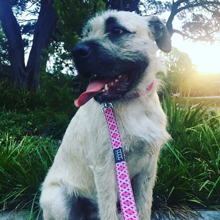 Hellbrauner Hund mit pinkem Halsband und passender Leine aus Neopren sitzt vor grüner Natur.