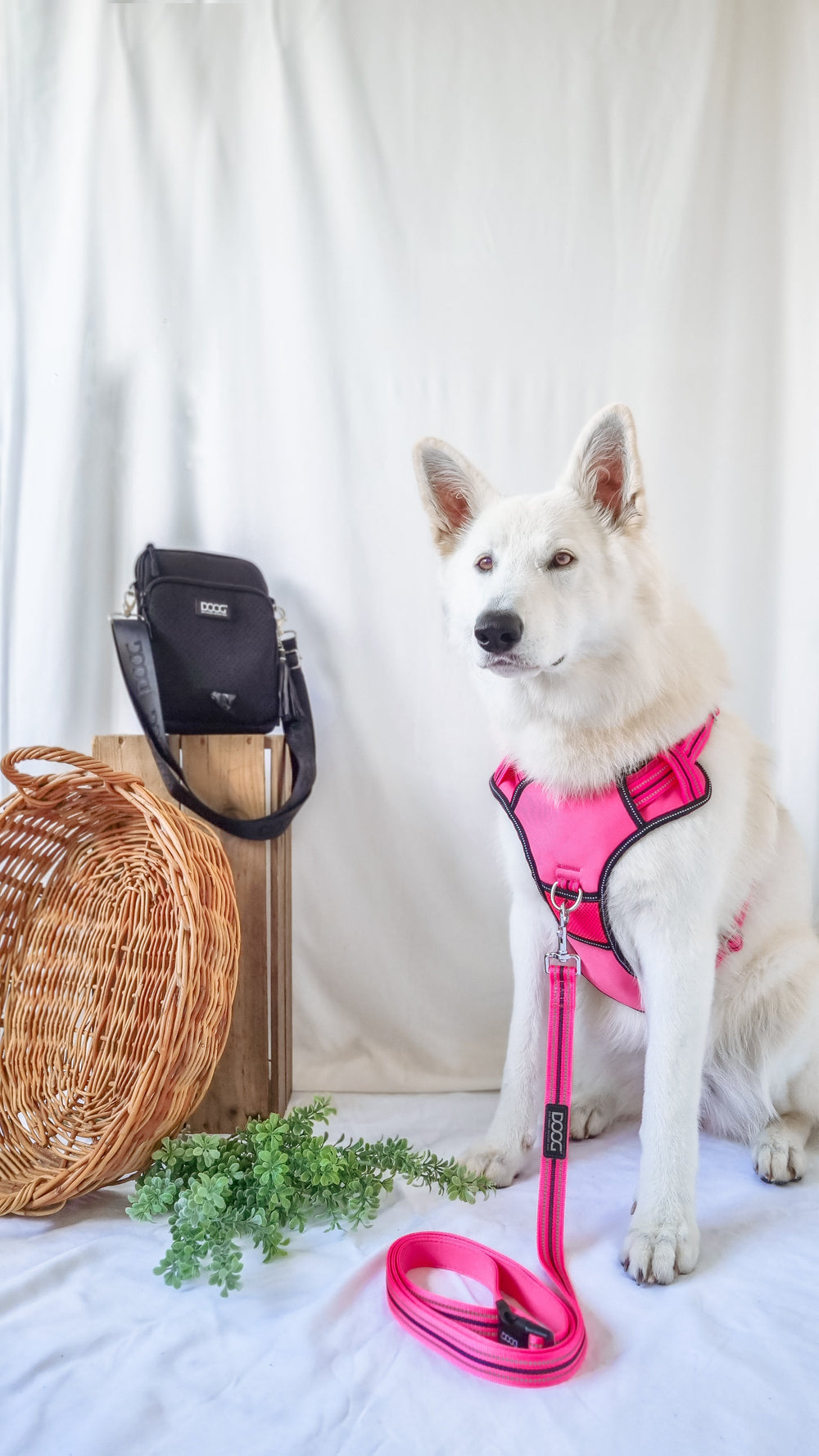 Weißer Hund im pinken Geschirr sitzt neben Korb und Handtasche auf hellem Hintergrund.