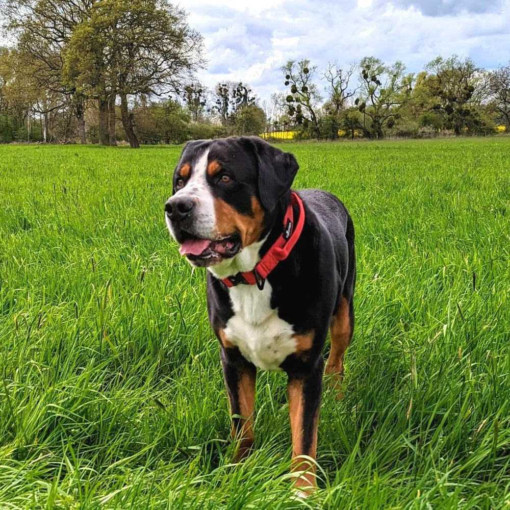 Großer Hund mit schwarz-braunem Fell und rotem Nylonhalsband auf grüner Wiese, umgeben von Bäumen im Hintergrund.