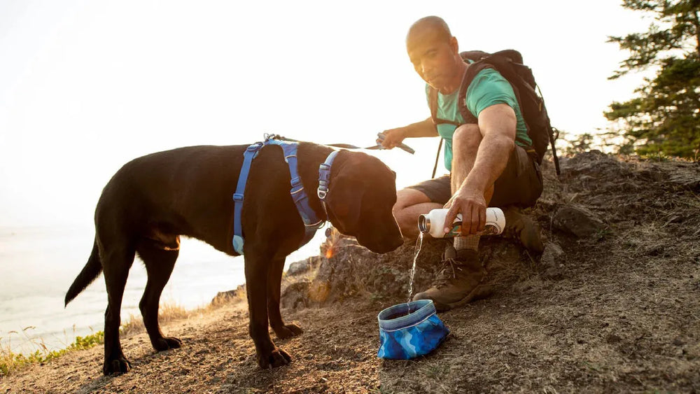 Mann mit Rucksack gießt Wasser in Quencher™ Hundenapf für Labrador bei Outdoor-Aktivität.