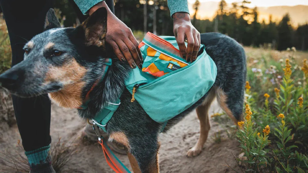 Hund mit türkisfarbenem Geschirr in der Natur, während eine Person etwas in die Tasche packt. Ideal für unterwegs.