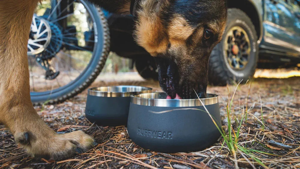 Hund frisst aus grauer Basecamp™ Futterschale mit Edelstahl-Innenseite in natürlicher Umgebung.