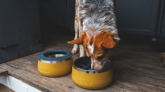 Basecamp™ Slow Feeder