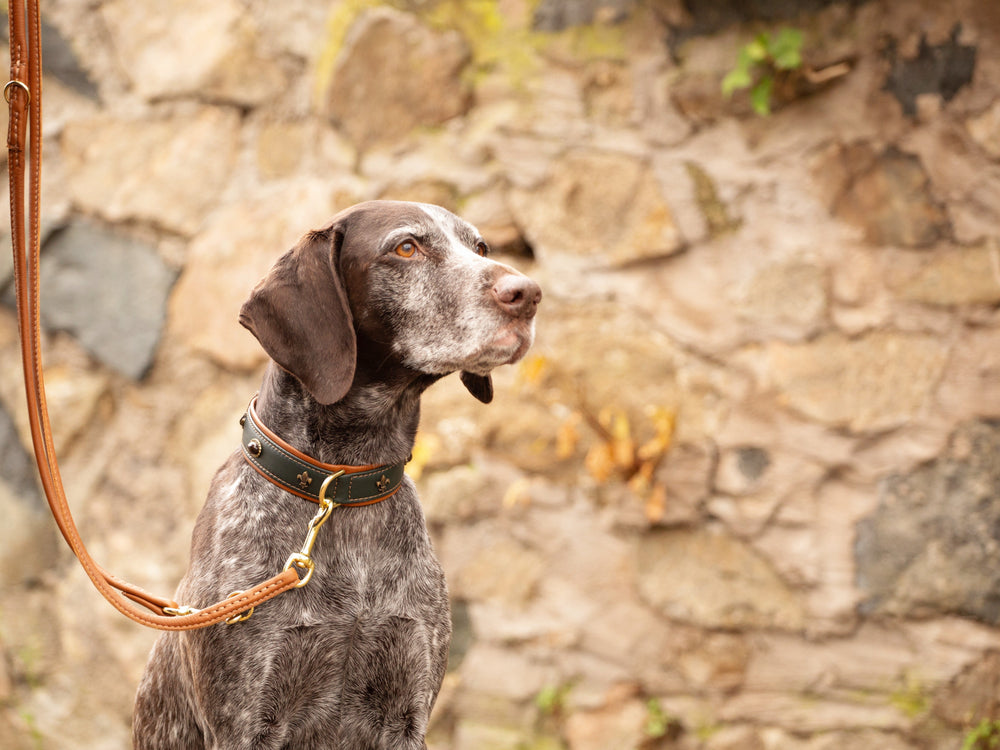 Braun-weiß gefleckter Hund sitzt mit Halsband und Leine an einer Steinfassade, schaut aufmerksam nach oben.