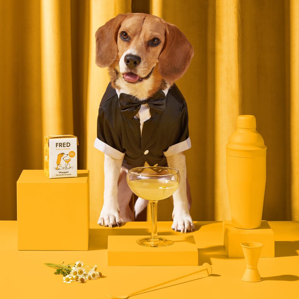 Beagle im Anzug präsentiert FRED Dog Drink "Wauquiri" im Cocktailglas vor gelbem Hintergrund. Ideal für Hunde.