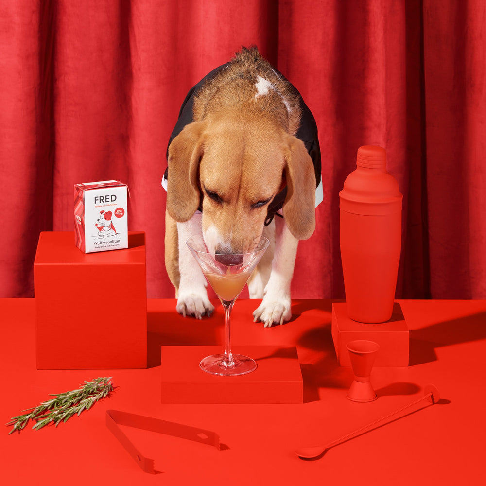 Beagle schnüffelt neugierig an FRED Dog Drink "Wuffmopolitan" in Martini-Glas, umgeben von roten Objekten und lebhaftem Hinte