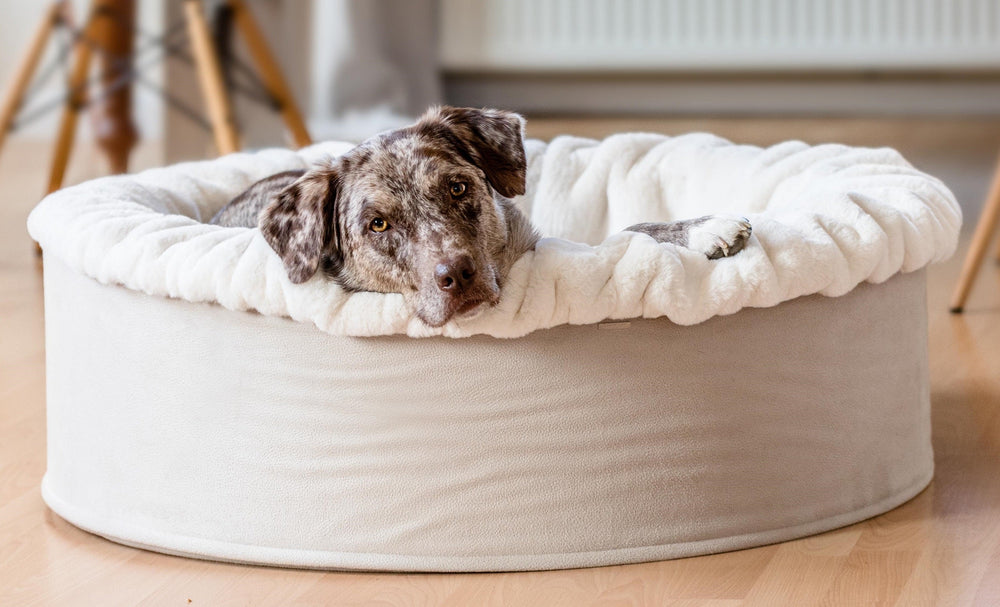 "Entspannter Hund auf dem runden Hundebett Buddelnest® in einem modernen, hellen Raum mit Holzfußboden."
