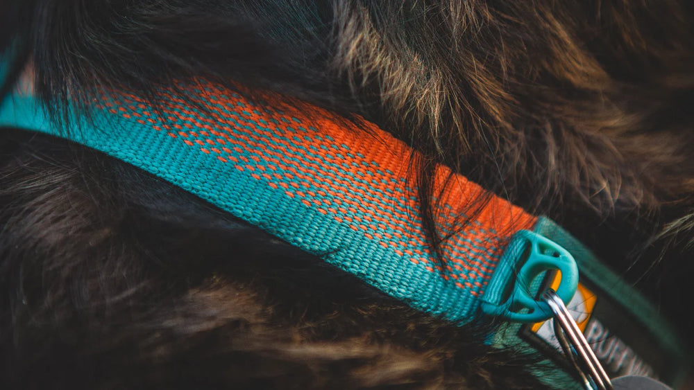 Farbenfrohes Front Range™ Hundehalsband in Orange-Blau, stabiler Clipverschluss und Hundehaare im Hintergrund.