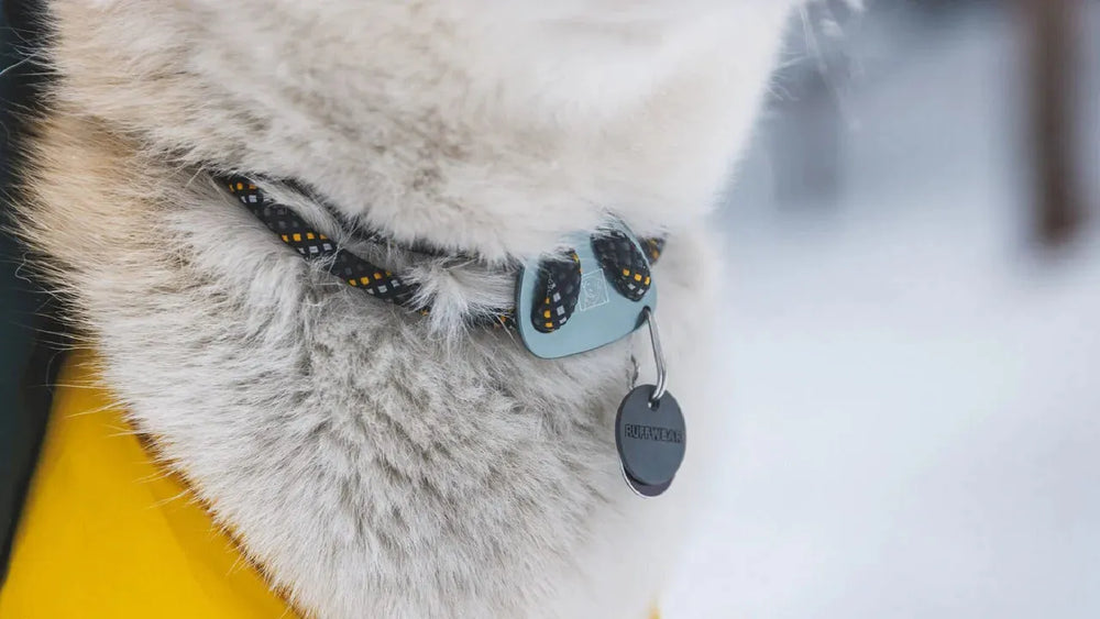 Grauer Hund mit buntem Knot-a-Collar™ Halsband in orange-gelb vor schneebedecktem winterlichen Hintergrund.