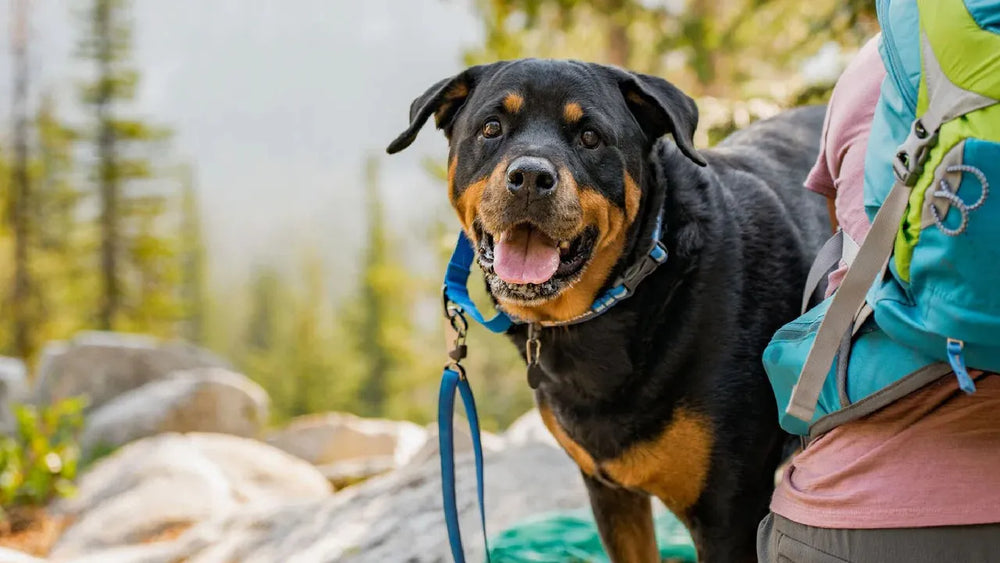 Fröhlicher Rottweiler in der Natur mit Martingal-Halsband und Leine, unscharfe Bäume und Felsen im Hintergrund.