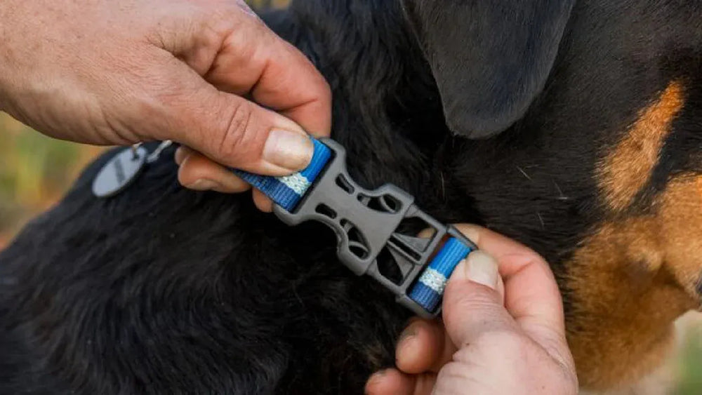Web Reaction™ Martingal Hundehalsband in Blau, sicher verschlossen von einer Person, mit einem braun-schwarzen Hund.