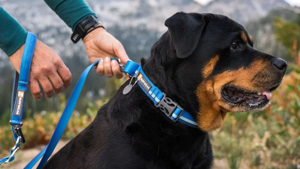 Rottweiler an blauer Leine, gehalten von einer Person in grünem Pullover vor verschwommenen Bergen und Bäumen.