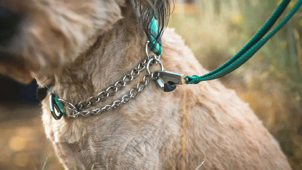 Hund trägt ein glänzendes, dreifach geflochtenes Martingal-Halsband mit grüner Leine in natürlicher Umgebung.