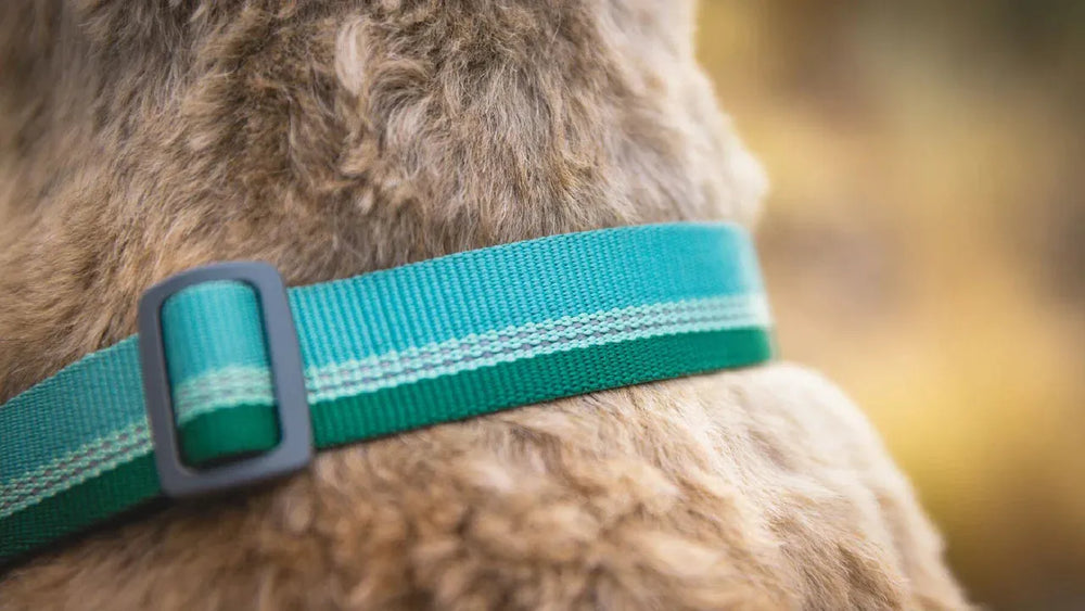 Hund mit grünem Chain Reaction™ Martingal-Halsband in natürlicher Umgebung, unscharfer Hintergrund.