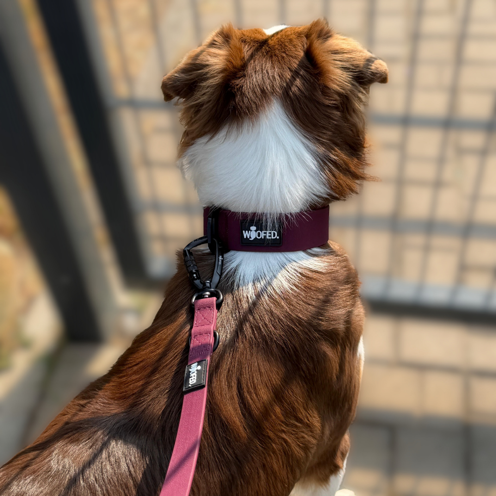 Ein Hund mit rot-braunem WOOFLEX® Halsband und roter Leine, von hinten sichtbar, steht aufmerksam.