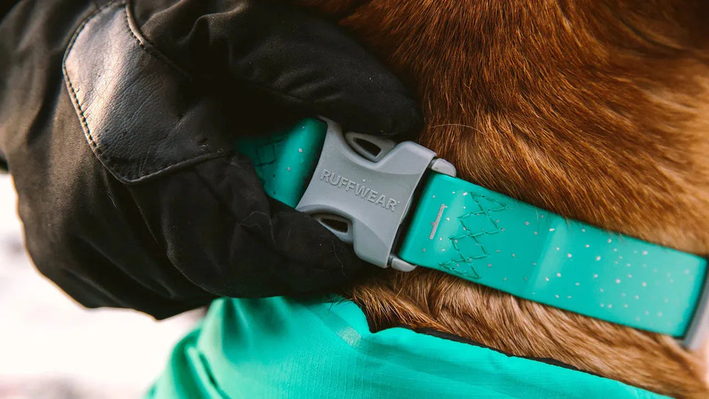 „Schwarze Hand schließt hellblauen Verschluss eines wasserdichten RUFFWEAR Hundehalsbands um den Hals eines Hundes.“