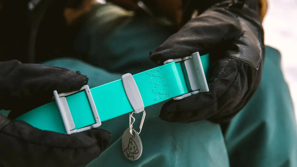 Wasserdichtes turquoisefarbenes Hundehalsband mit grauen Schließen, von Händen in schwarzen Handschuhen gehalten.